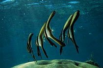 Longfin spadefish juveniles, Bunaken Marine Reserve, Sulwesi
