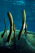 Longfin spadefish juveniles, Bunaken Marine Reserve, Ssulawesi