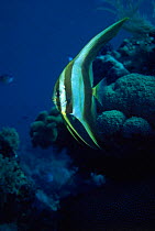 Longfin spadefish, Sulawesi, Indonesia