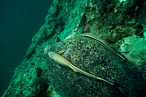 Green turtle {Chelonia mydas} with Remora on carapace, Sipadan, Malaysia