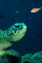 Green turtle head portrait underwater, Sipadan, Malaysia
