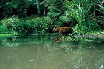 Sumatran tiger, juvenile in water (Panthera tigris sumatrae)  Indonesia.