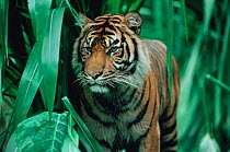 Juvenile Sumatran tiger (Panthera tigris sumatrae) Indonesia, captive