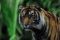 Sumatran tiger juvenile head portrait (Panthera tigris sumatrae) Indonesia.