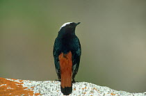 White capped redstart (Chaimarrornis leucocephalus) perched on rock, Naltar Valley, Pakistan.