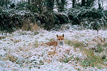 Dog fox in snow (Vulpes vulpes) UK