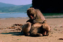 Japanese macaque (Macaca fuscata) female grooms juvenile. Kojima Island, Japan