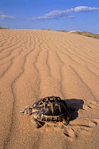 Male spur thighed tortoise on sand dune, Elche, Alicante, Spain.