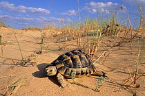 Male spur thighed tortoise on sand dune, Elche, Alicante, Spain.