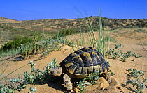 Male spur thighed tortoise (Testudo graeca) Elche, Alicante, Spain
