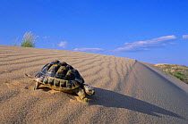 Male spur thighed tortoise on sand dune (Testudo graeca) Alicante, Spain.