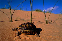 Male spur thighed tortoise (Testudo graeca) on sand dune. Elche, Alicante, Spain, Europe