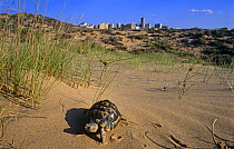 Spur thighed tortoise on sand dune with town in distance (Tsetudo graeca) Elche, Alicante, Spain
