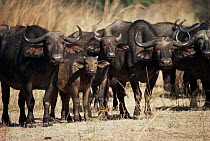 Cape buffalo herd (Synceros caffer caffer) S. Luangwa National Park, Zambia