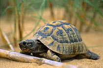 Spur thighed tortoise (Tsetudo graeca) Elche, Alicante, Spain