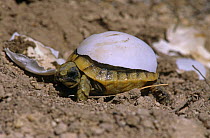 Spur thighed tortoise baby hatching. (Tsetudo graeca) Spain, Alicante.