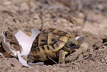 Spur thighed tortoise baby hatching from egg, Alicante, Spain