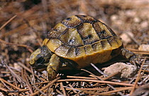 Baby Spur thighed tortoise (Testudo graeca) Elche, Alicante, Spain