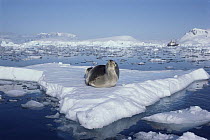 Leopard seal (Hydrurga leptonyx) hauled out on ice floe, Antarctica
