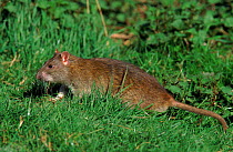 Brown rat at field edge. England