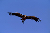 Ruppell's griffon vulture in flight. Kenya