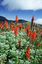 Red Hot Poker flowering on the Crater Highlands, Tanzania, 10,000 feet