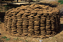 Pile of dried cow dung, cheap source of fuel energy for putting on fires for warmth and cooking, India