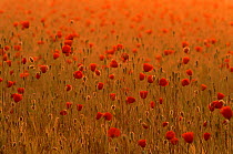 Long headed poppies in barley field. Angus, Scotland, UK, Europe