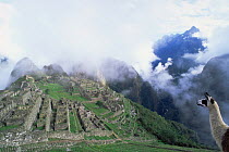 Machu Picchu and domestic llama seen from south with Huayna Picchu (Young Mountain) behind, Peru