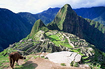 Machu Picchu  ancient Inca Ruins and llama seen from south with Huayna Picchu in background, Peru