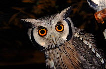 White faced scops owl portrait. Not available for ringtone/wallpaper use.