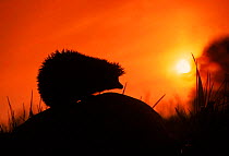 Hedgehog (Erinaceus europaeus) silhouette at sunset. Poland, Europe