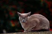 Burmese cat, blue female (Felis catus) UK, Europe