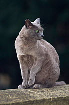 Burmese breed domestic cat female portrait, "Pushka" UK