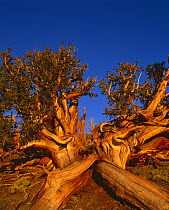 Bristlecone pine {Pinus aristata 'longaeva'} ancient tree, White Mountains, California USA