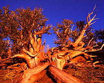 Bristle cone pine - ancient tree, White Mountains, California {Pinus aristata