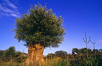 Ancient olive tree  (Olea europaea)  in orchard Lato, Crete, Greece