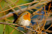 Robin perched on branch (Erithacus rubecula) Scotland