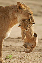 Lioness carrying 2 month-old cub South Africa, Mala Mala Game Reserve. (This image may be licensed either as rights managed or royalty free.)
