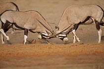 Gemsbok (Oryx) males fighting. Etosha NP, Namibia