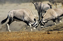 Gemsbok / Oryx)males fighting (Oryx gazella gazella) Etosha NP Namibia