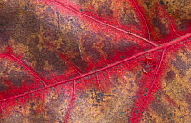 Red Oak (Quercus rubra) leaf close up, changing colour, Belgium
