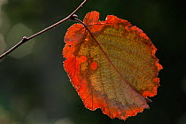 Back lit autumn hazel leaf Belgium (Corylus avellana)