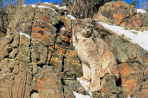 Lynx portrait (Felis Lynx) WWS, Califonia, USA. Captive