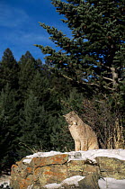 Lynx  (Felis Lynx) WWS, Califonia, USA. Captive