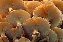 Underside of clump of  toadstools showing gills and ring on stipe / stem