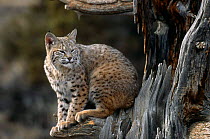 Bobcat  (Felis rufus) captive, Montana, USA.