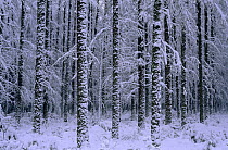 Larch plantation in winter (Larix decidua) Scotland
