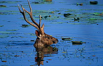 Indian sambar up to its neck in water feeding in lake (Cervus unicolor) Ranthambore NP , Rajasthan, India