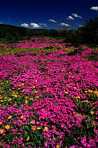 Royal carpet (Drosanthemum hispidum) in valley. Eastern Cape, South Africa